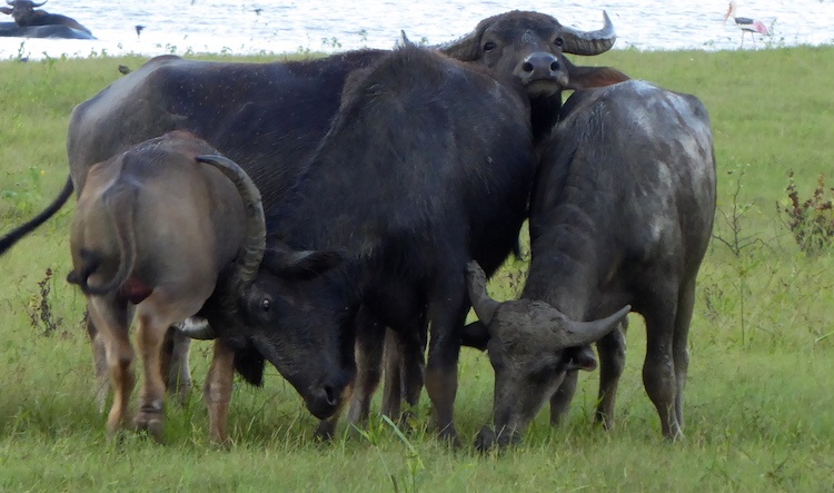 斯里兰卡击败坦桑尼亚夺得铜牌！的简单介绍